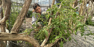 Lilia Bickson ’25 trellises tomatoes to a fence, which encourages stronger stems and helps keep bugs away from the plant.