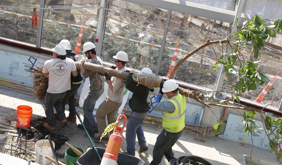 A group of construction workers carry a large tree.