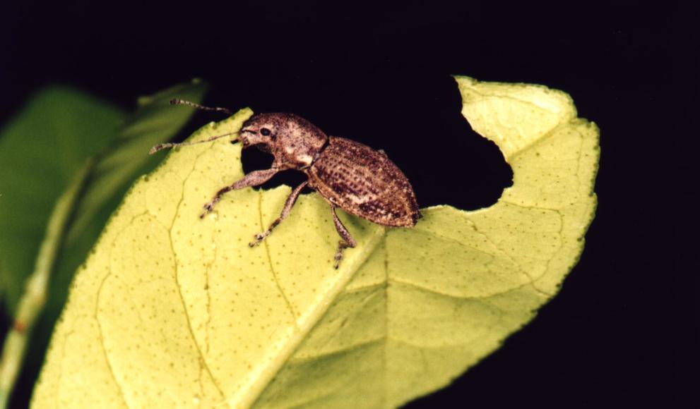 A Naupactus cervinus weevil is seen eating a leaf.