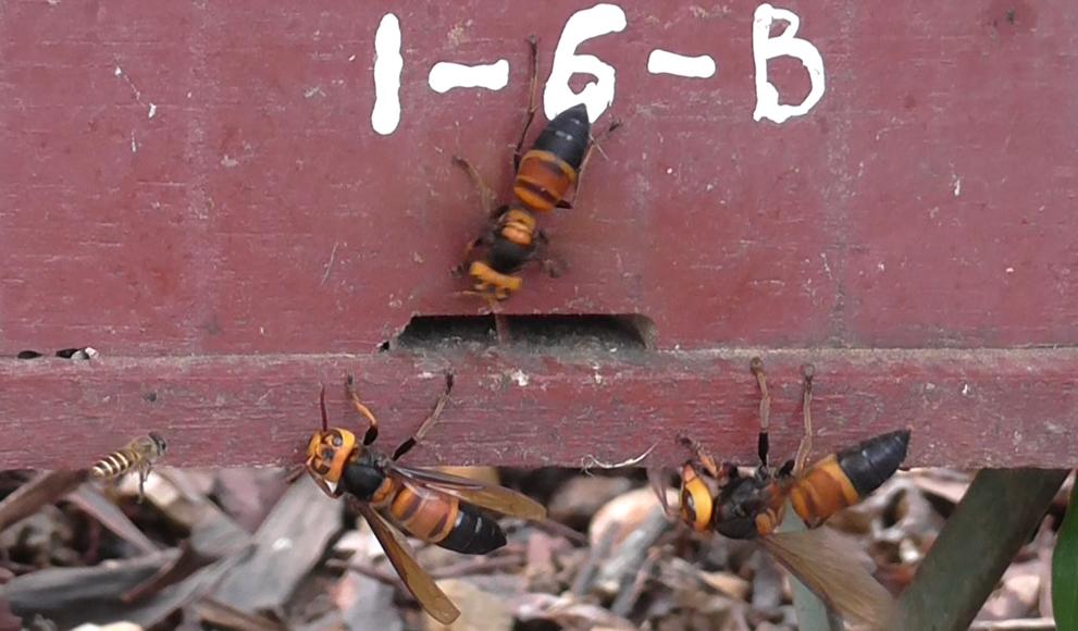 Giant hornets attack a honey bee hive as a group in Vietnam.
