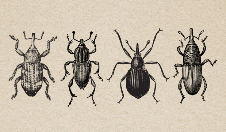 scientific illustration of weevil beetles