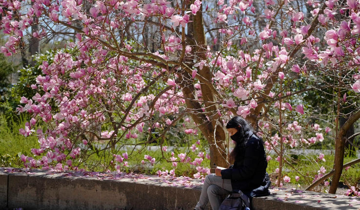 A student sits under a tree with pink flowers and writes in her notebook.