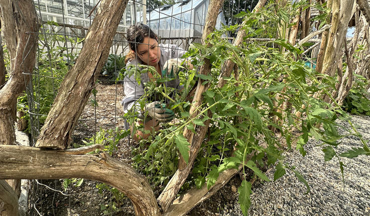 Lilia Bickson ’25 trellises tomatoes to a fence, which encourages stronger stems and helps keep bugs away from the plant.