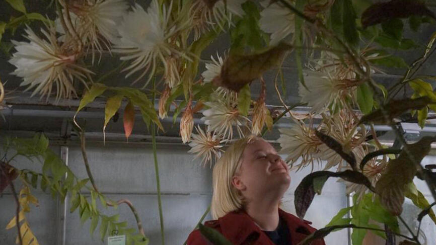 Queen of the Night is a very fragrant flower.