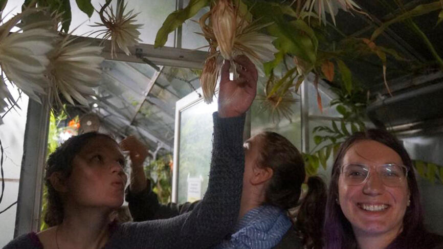 Catching the cactus in bloom is a rare treat.