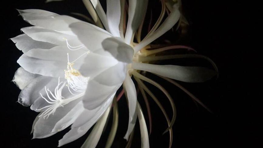 Around 100 guests stopped by to witness its blooming.