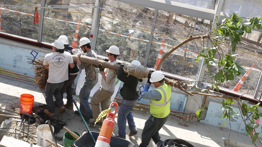 A group of construction workers move a tree into its new home in global flora.