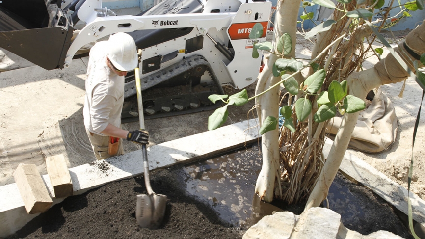 A construction worker fills waters a newly-planted tree. 