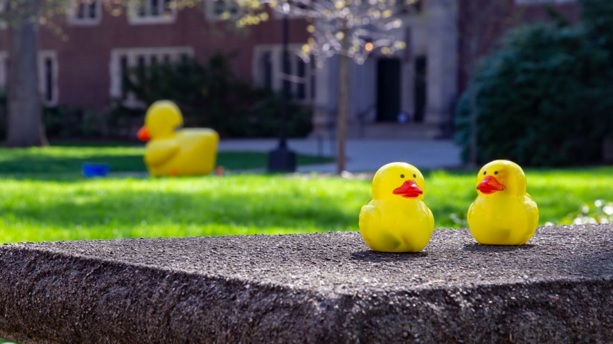 Outside of Green Hall, two ducks find some shade under a budding tree.