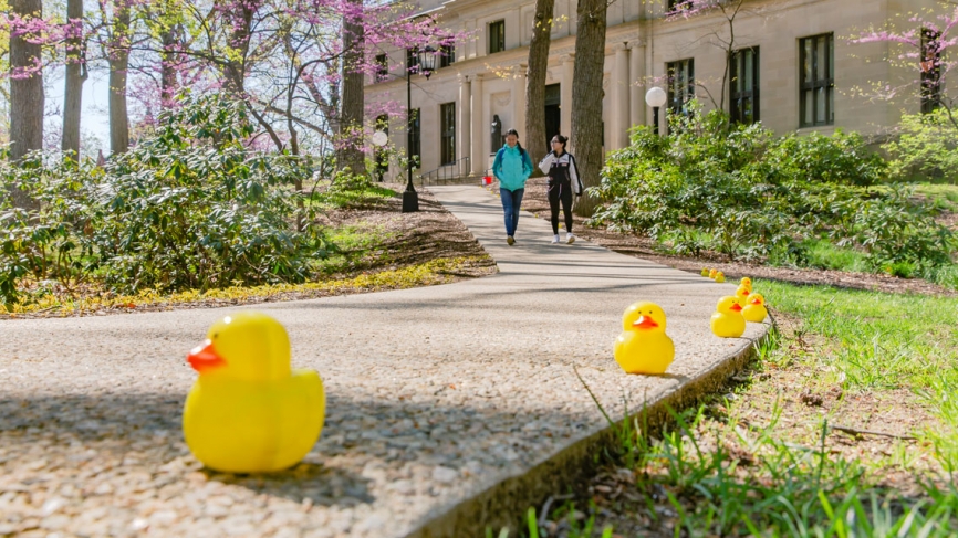 Tiny yellow ducks line a walkway leading to Clapp Library