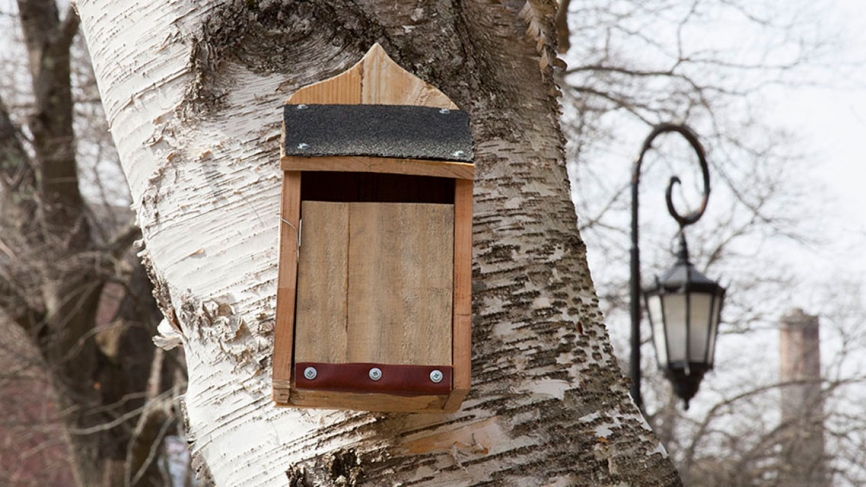 A wooden bird box stands outside Pendelton West. A Wellesley lamp post is seen in the distance.