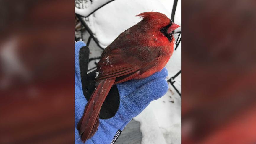 Northern cardinal perched on a person's gloved hand