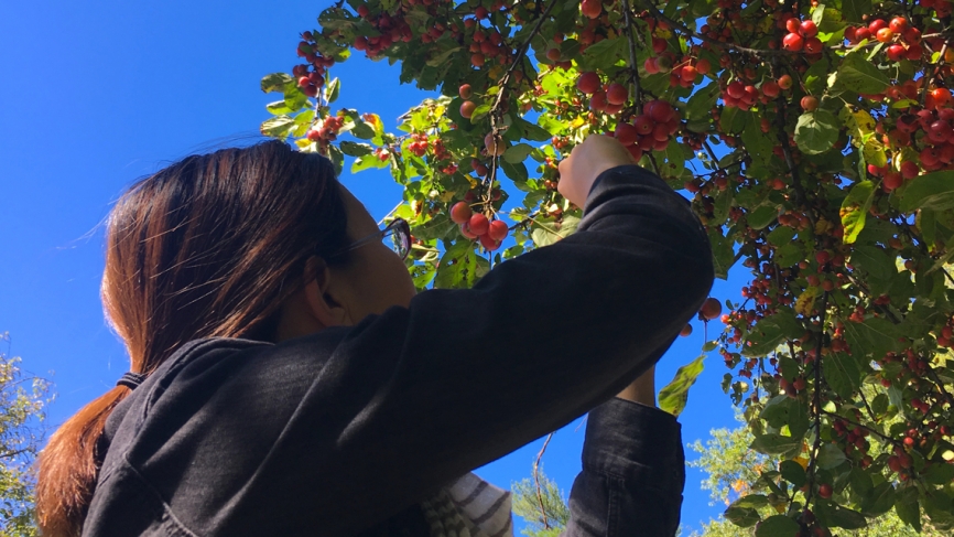 A student picks crabapples from  a tree against a blue sky.