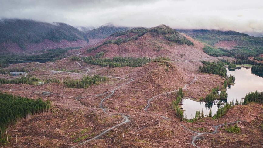 a view of deforested area in the Tongas