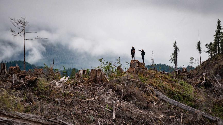 Deforestation of the Tongas.