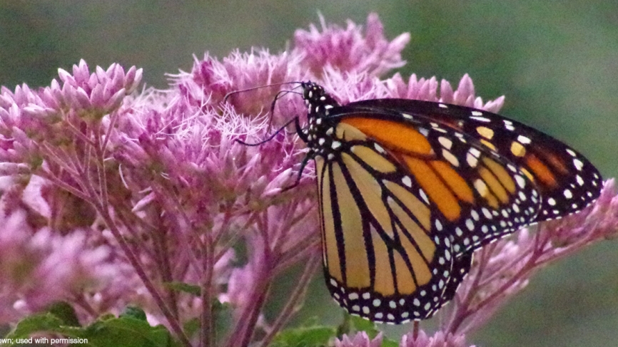 A monarch butterfly finds sustenance in campus flowers.