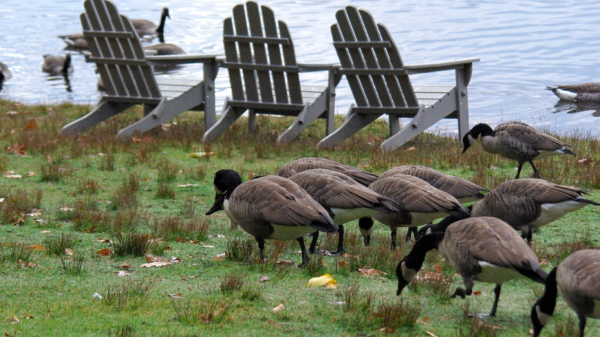 Geese gather along the shore of Lake Waban.