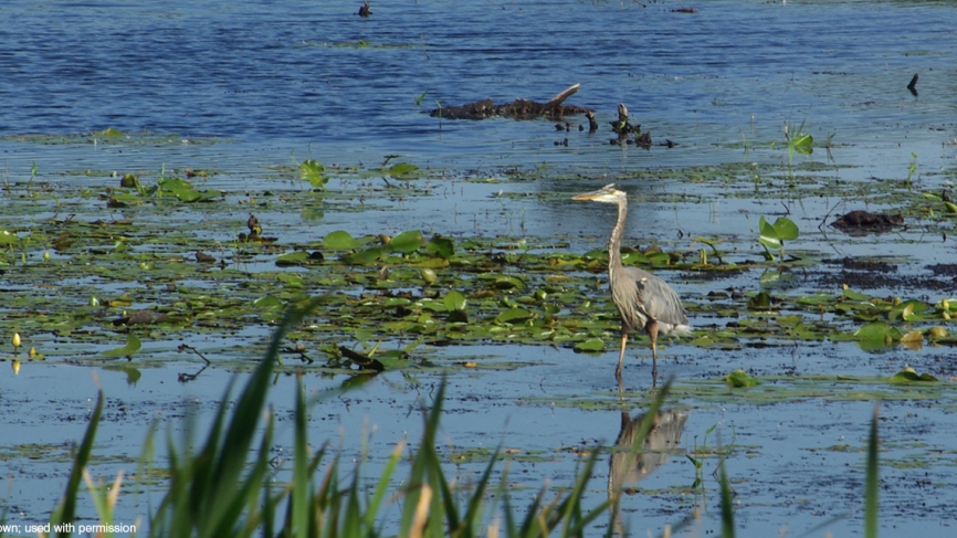 A great blue heron wades among the lily pads.