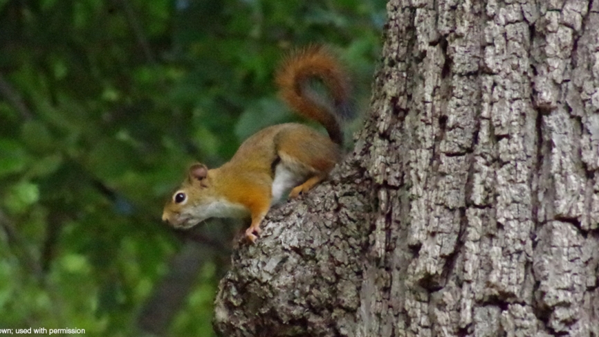 A squirrel surveys the scene from above.