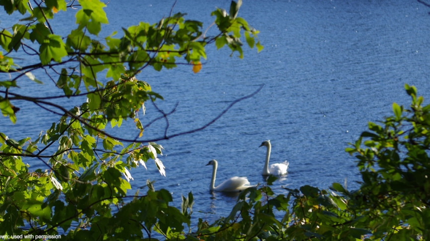 Swans enjoy an afternoon swim in Lake Waban.