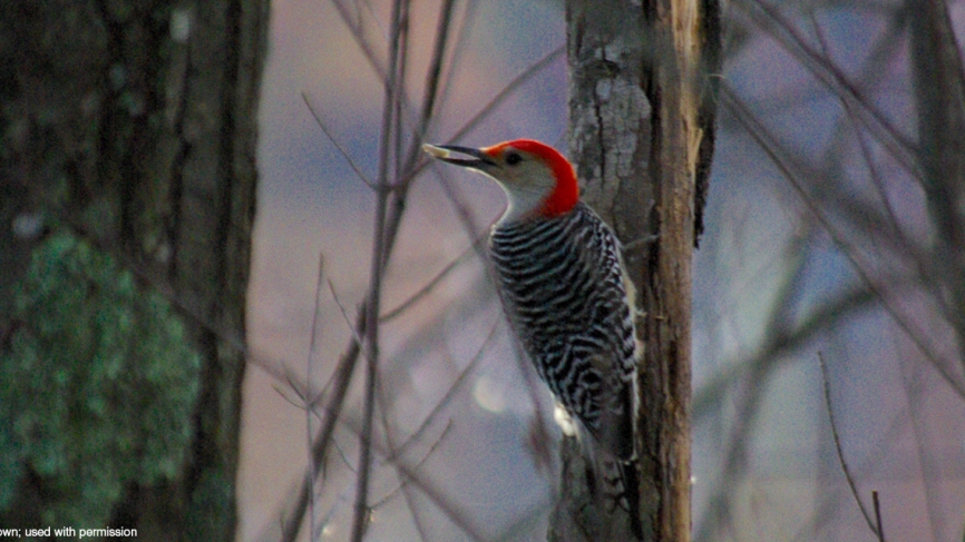 A woodpecker enjoys a snack.