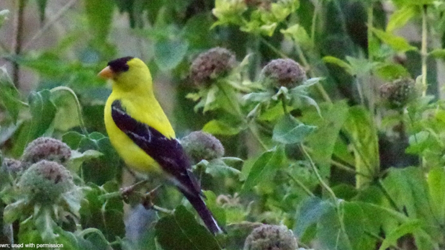 A goldfinch rests near Lake Waban.