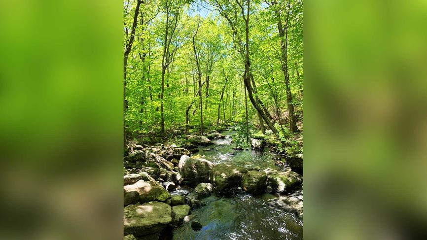 greens woods and a stream