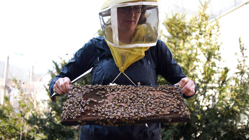 professor in a beekeeping hood holds a tray of honey bees from a hive