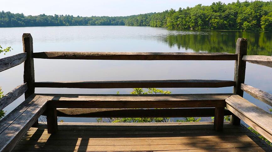 A "Spoonholder" along Lake Waban (August 2018)