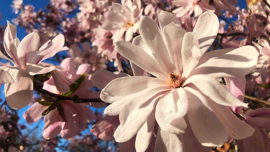 flowering tree against a blue sky