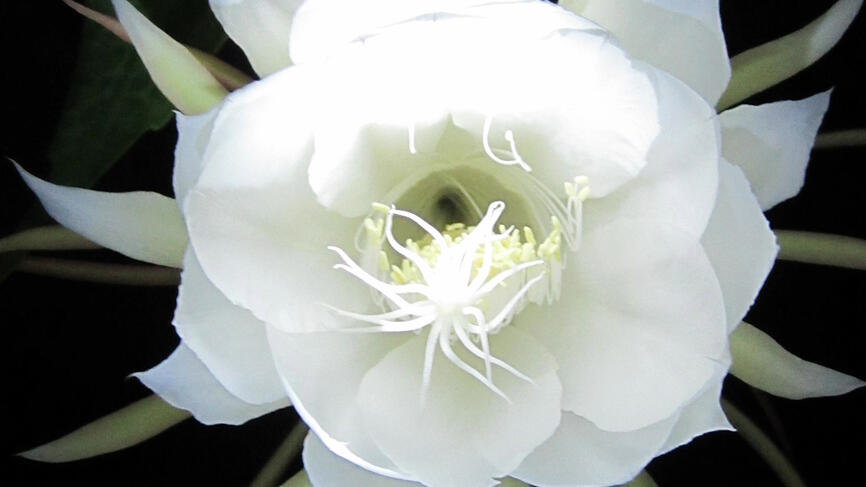 The Queen of the Night is part of a “jungle cactus” collection