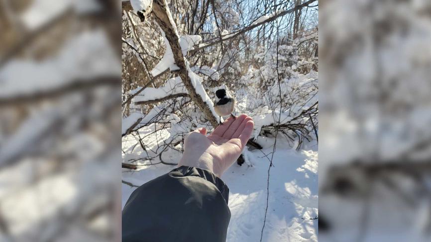 black-capped Chickadee perched on a person's hand