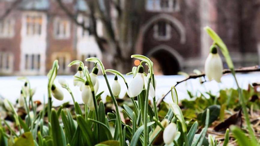 Snowdrops near Green Hall