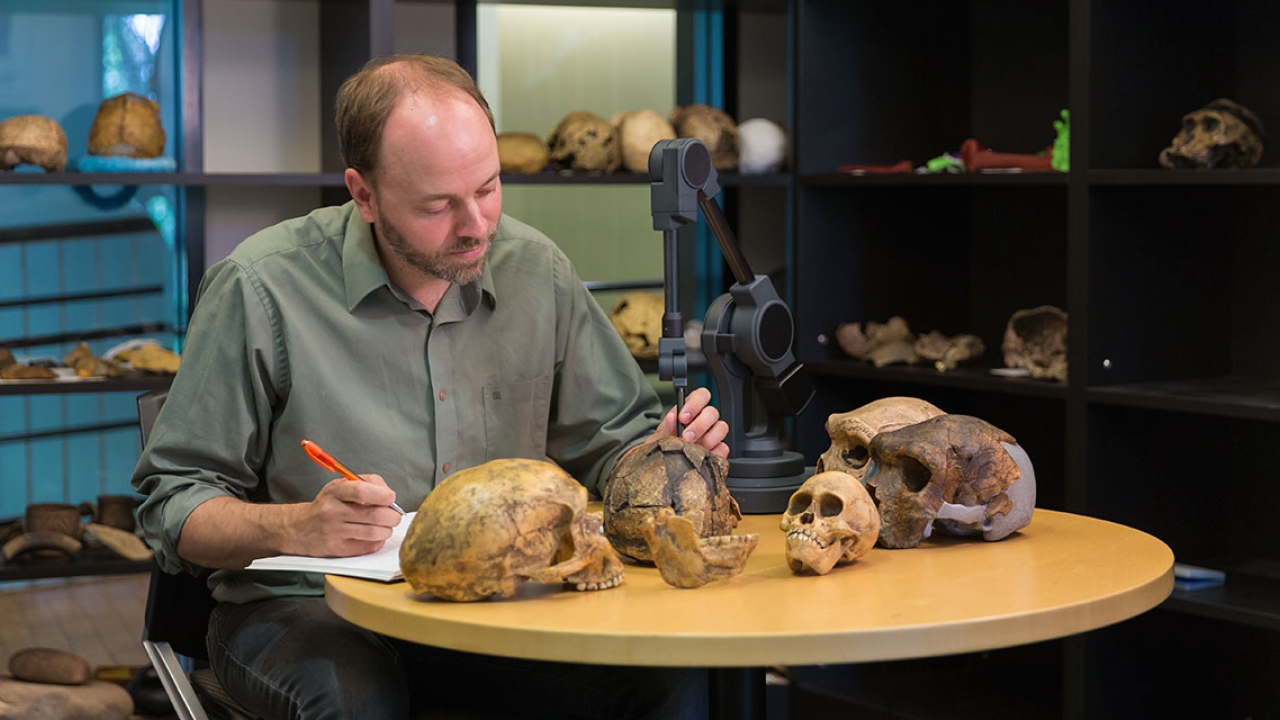 Adam van Arsdale studying skulls