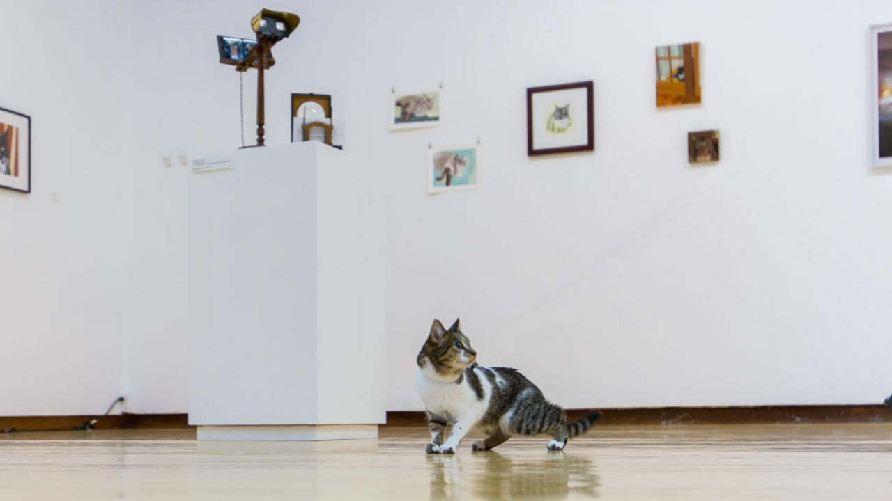 A cat views an art exhibition about cats