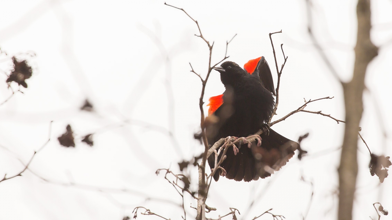 A male red-winged black bird displays its wings to establish territory.