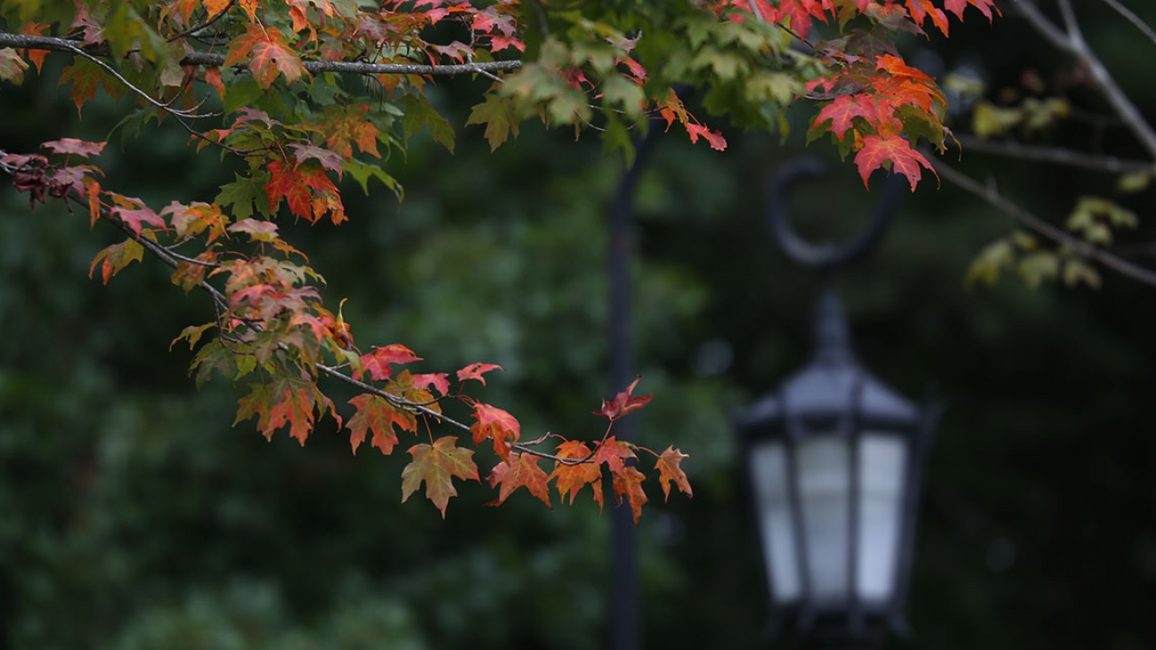 A Wellesley lamp post surrounded by fall leaves.