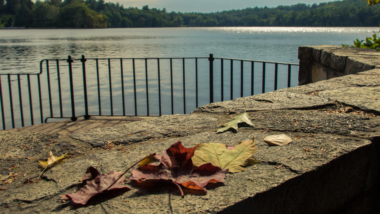 Fallen autumn leaves with a view of Lake Waban 