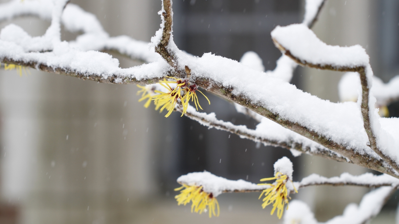 A branch of witch hazel covered in snow.