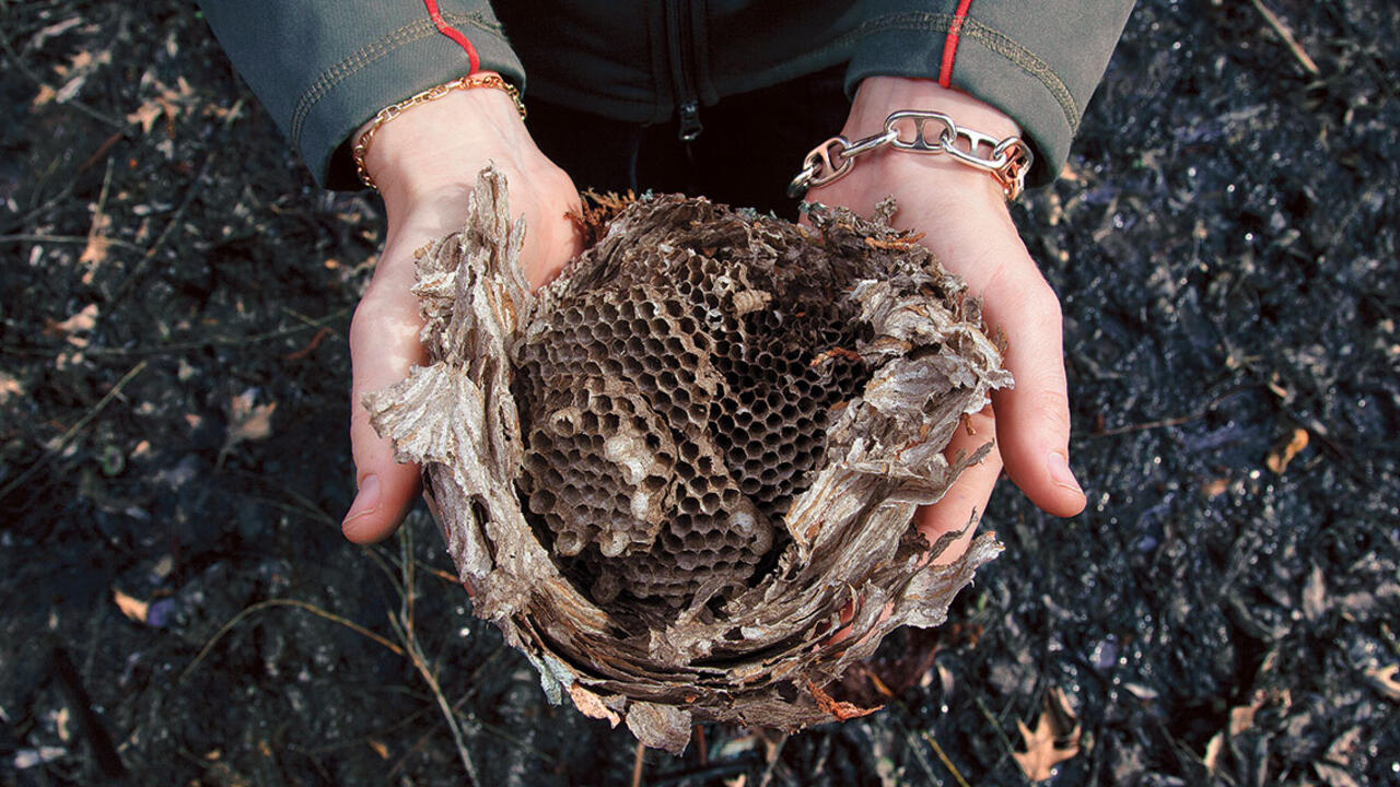 A figure, out of frame, holds a bees nest.