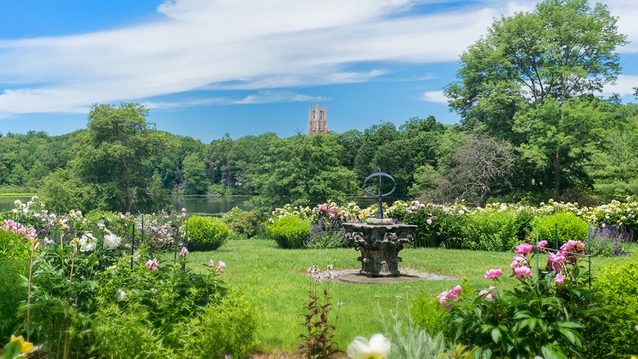 Beyond a garden of roses, a view of Galen Stone Tower