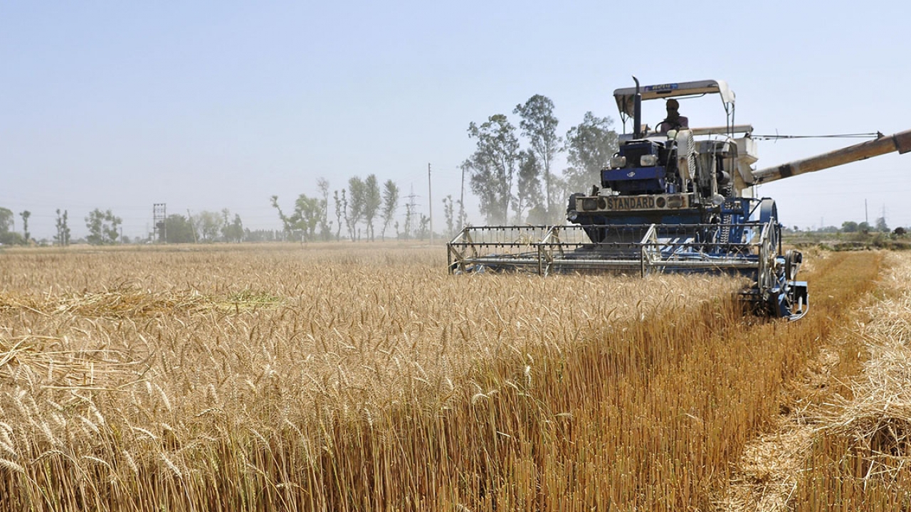 A wheat field in India