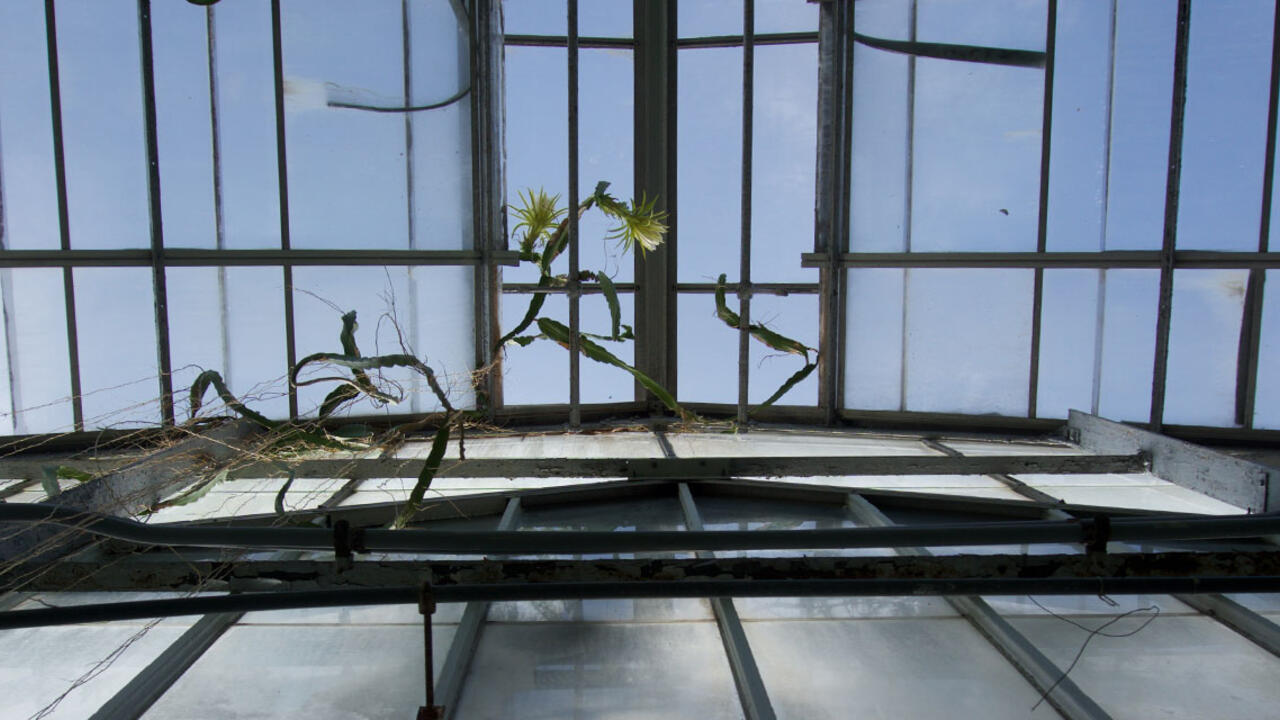 dragon fruit cactus in bloom 