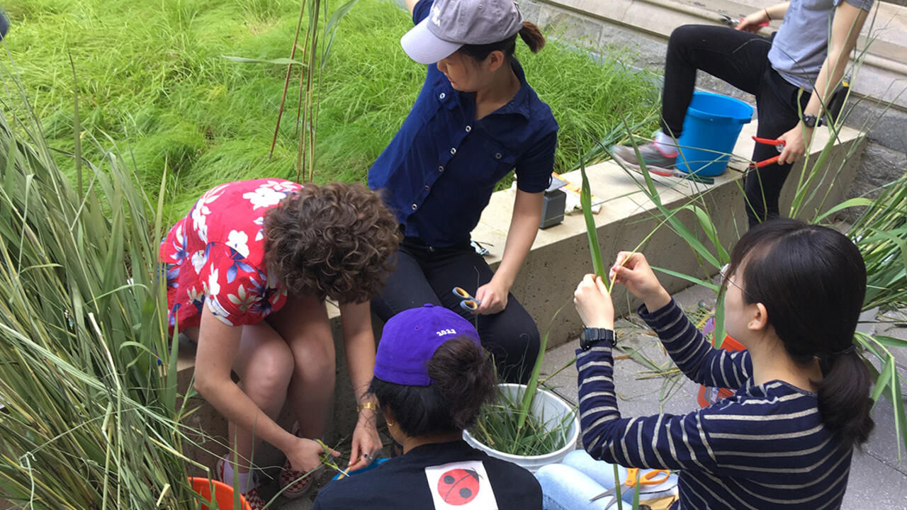 Students pull invasive plants out of the ground and put them in piles for later use. 