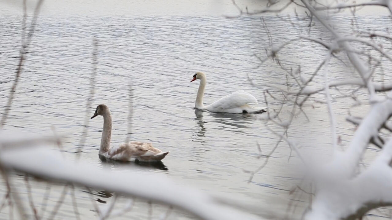 Two swans glide across Lake Waban
