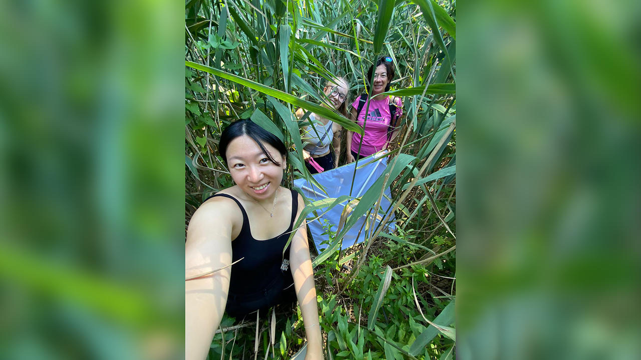 Two students and a professor pose for a photos in a stand of phragmites reeds.