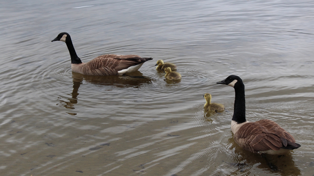 Geese and Goslings on Lake Waban