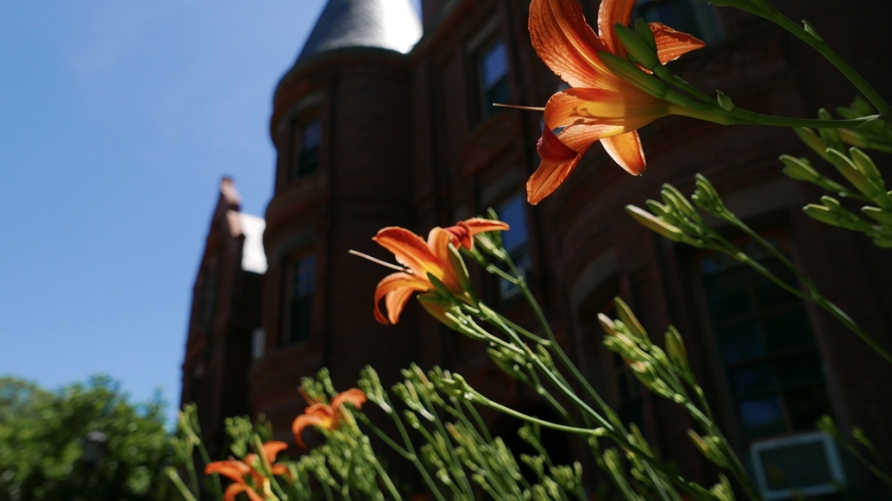 Lilies in front of Billings Hall greet the morning sun of a new day.