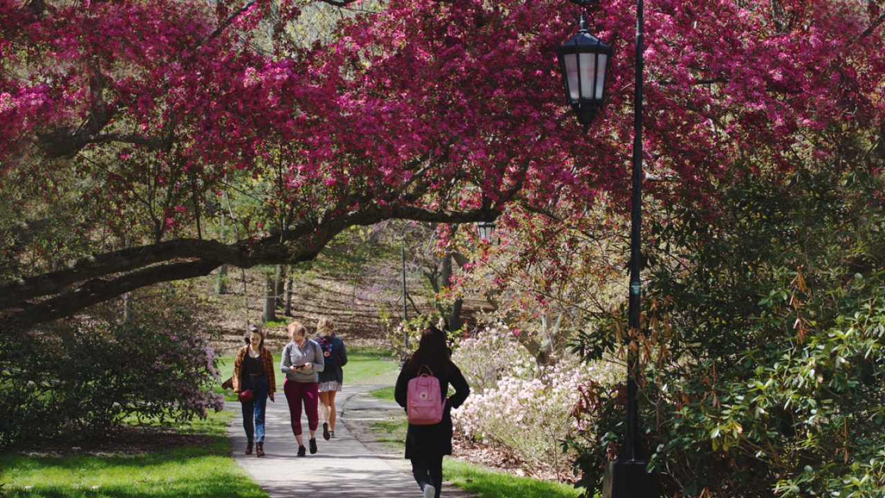 Students walk on a pathway framed by a Wellesley lamp post and pink, blooming trees.