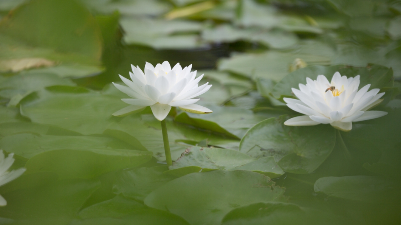 Two blooming water lilies on a pond.